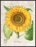 French Sunflower Collage Botanical Print