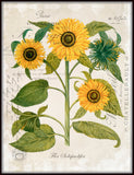 French Sunflower Trio No. 2 - Botanical Art Print