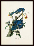 Vintage Audubon Blue Jay Print