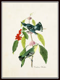 Vintage Audubon Cerulean Warbler Giclee Art Print