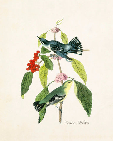 Vintage Audubon Cerulean Warbler Giclee Art Print