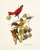 Vintage Audubon Summer Tanager