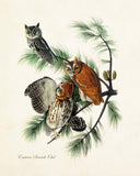 Vintage Audubon Eastern Screech Owl