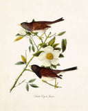 Vintage Audubon Dark Eyed Junco - Giclee Bird Print