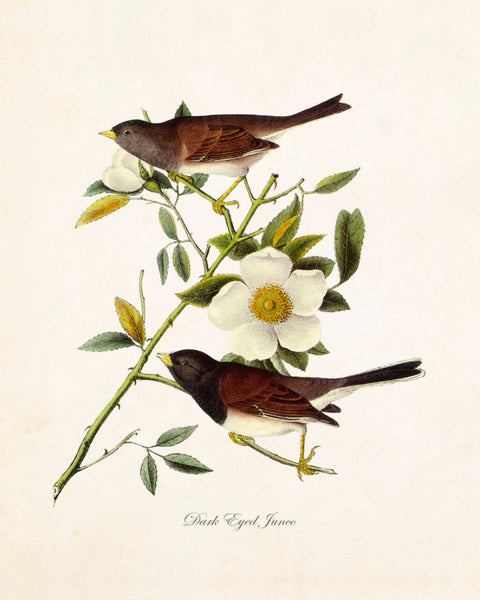 Vintage Audubon Dark Eyed Junco - Giclee Bird Print