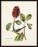 Vintage Audubon Canada Warbler - Giclee Print