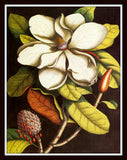 Vintage Magnolia No. 55 - Botanical Print