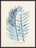 Vintage Palm Frond - Giclee Botanical Art Print