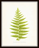 Fern Print - Vintage Fern Series 1 No. 2 - Botanical Art Print