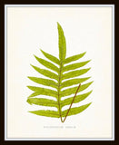 Fern Vintage Fern Series 1 No. 4 - Botanical Art Print