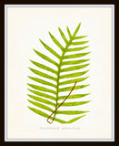 Fern Vintage Fern Series 1 No. 6 - Botanical Art Print