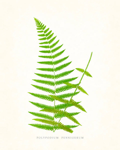 Fern Vintage Fern Series 1 No. 7 - Botanical Art Print