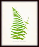 Fern Vintage Fern Series 1 No. 7 - Botanical Art Print
