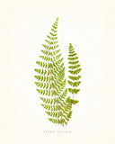 Fern Vintage Fern Series 1 No. 11 - Botanical Art Print