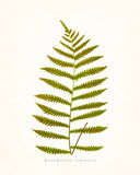 Fern Vintage Fern Series 1 No. 17 - Botanical Art Print