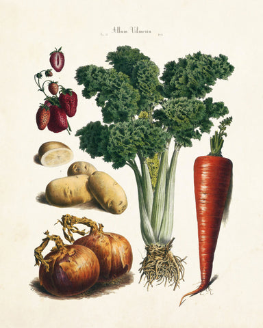 French Vegetable Print No. 32 - Botanical Print