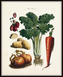 French Vegetable Print No. 32 - Botanical Print