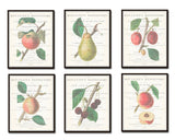 Vintage Fruit Botanical Collage Print Set No. 1