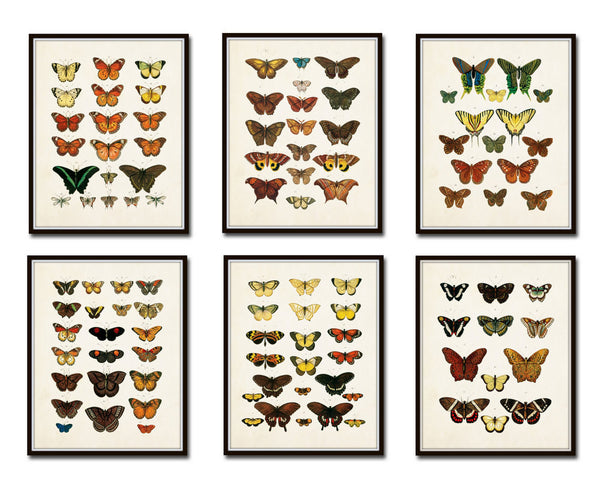 Vintage Butterfly Print Set No. 1