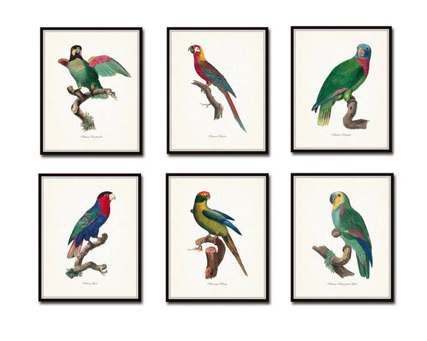 Vintage French Parrot Print Set - Bird Print Set
