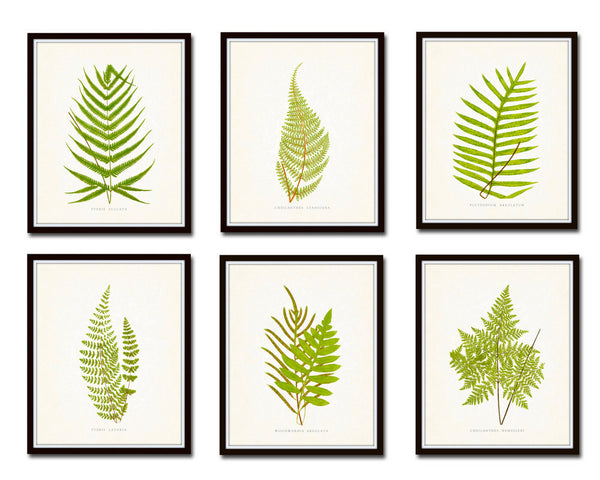 Vintage Ferns Print Set No. 1 - Botanical Prints