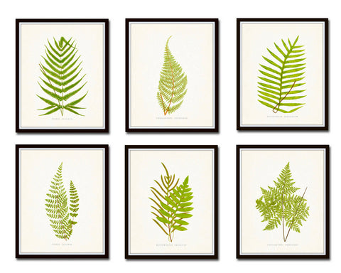 Vintage Ferns Print Set No. 1 - Botanical Prints