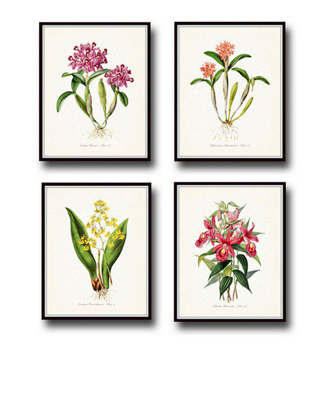 Tropical Orchids Botanical Print Set No. 2