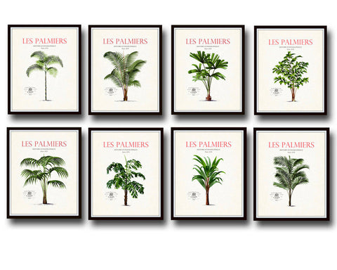 Vintage French Palm Tree Print Set No. 1 - Botanical Print Set