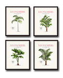 Vintage French Palm Tree Print Set No. 2 - Botanical Prints