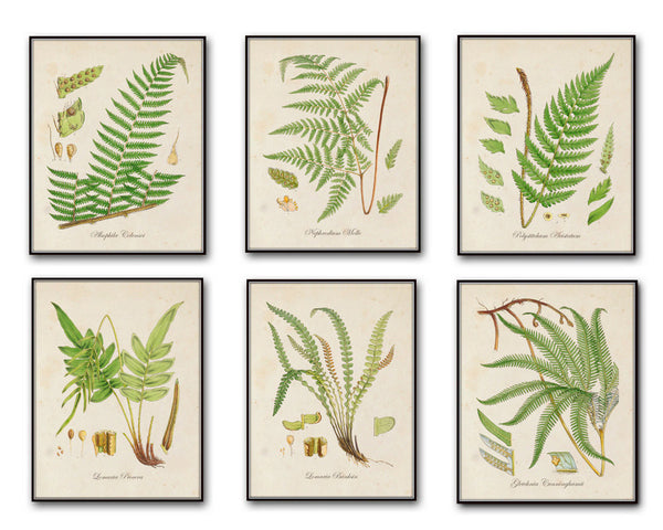 British Ferns Botanical Print Set 2 - Giclee Art Prints