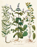 Herbs de Menthol No. 2 - Botanical Herb Print