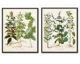 Herbs de Menthol Print Set - Botanical Print Set