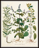 Herbs de Menthol No. 2 - Botanical Herb Print