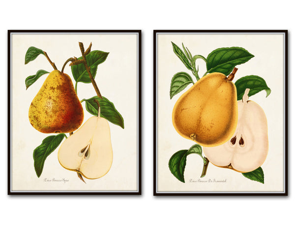 French Pears Botanical Print Set