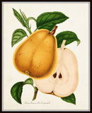 French Pears Botanical Print Set