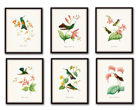 Hummingbird Print Set 1 - Bird Print Set