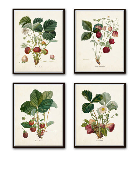 French Strawberry Print Set No. 1 - Canvas Art Prints