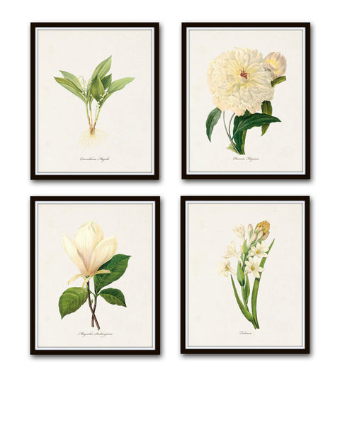 Redoute White Botanical Print Set No. 1 - Canvas Art Prints