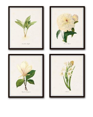 Redoute White Botanical Print Set No. 1 - Canvas Art Prints