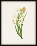 Redoute White Botanical Print Set No. 1 - Canvas Art Prints