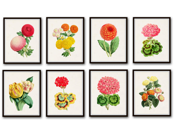 The Floral Magazine Print Set No. 2 - 8 Botanical Prints