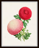 The Floral Magazine Print No. 2 - Botanical Prints