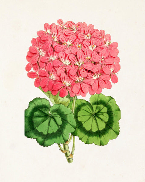 The Floral Magazine Print No. 4 - Botanical Prints