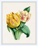 The Floral Magazine Print No. 5 - Botanical Prints