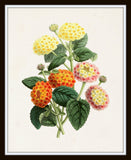 The Floral Magazine Print No. 7 - Botanical Prints