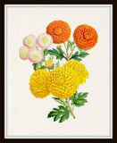 The Floral Magazine Print No. 3 - Botanical Prints