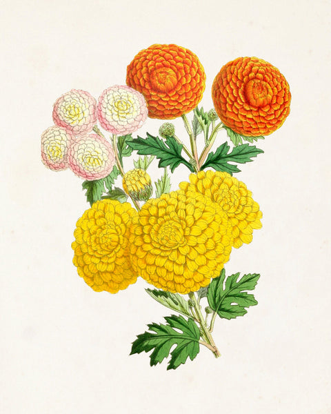 The Floral Magazine Print No. 3 - Botanical Prints
