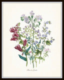 Fleurs de Jardin Print Set No. 5 - Botanical Print Set