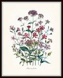 Fleurs de Jardin Series No.5 Plate 1 - Botanical Print