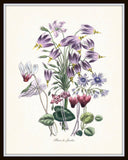 Fleurs de Jardin Series No.5 Plate 5 - Botanical Print